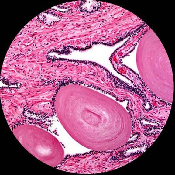 AmScope - Microscopio binoculare a LED - immagine 2