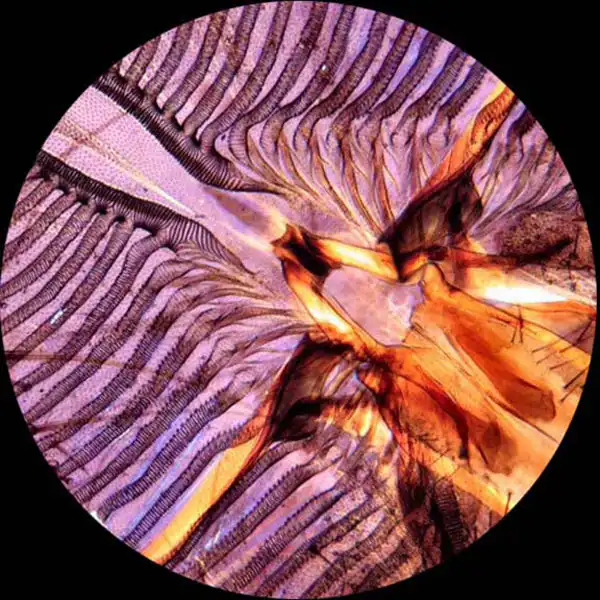 AmScope - Microscopio monoculare composto a doppia luce - Image 2