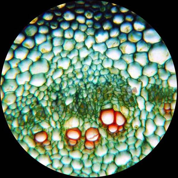 AmScope - Microscopio binoculare a LED - immagine 8