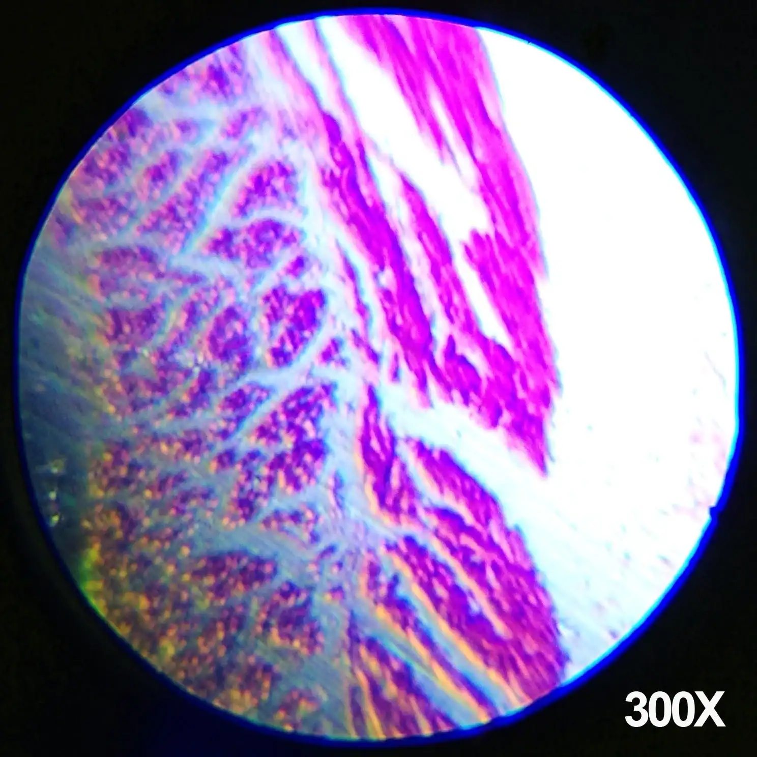 AMScope Microscopio educativo composto per bambini - Image 6