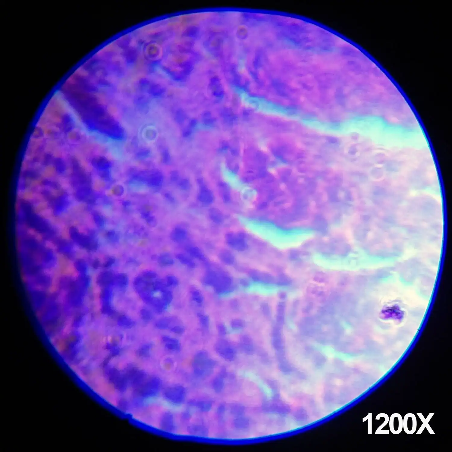 AMScope Microscopio educativo composto per bambini - Image 7