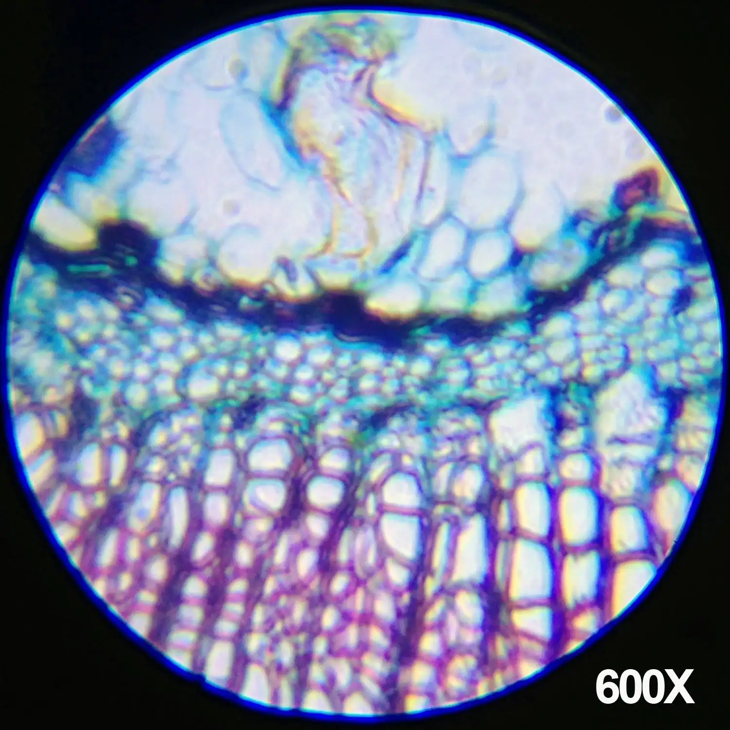 AMScope Microscopio educativo composto per bambini - Image 8