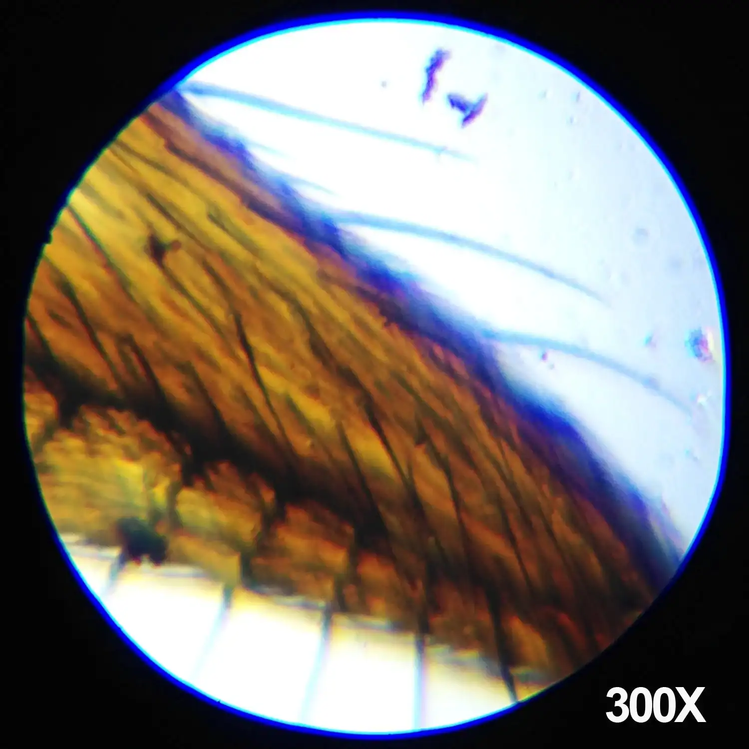 AMScope Microscopio educativo composto per bambini - Image 9